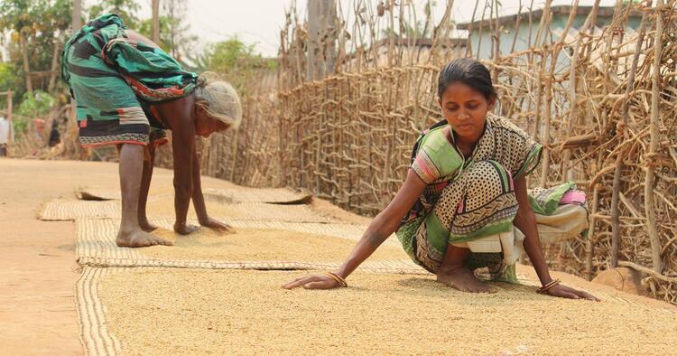 ମାଙ୍କିଡିଆ ପୋଟ4